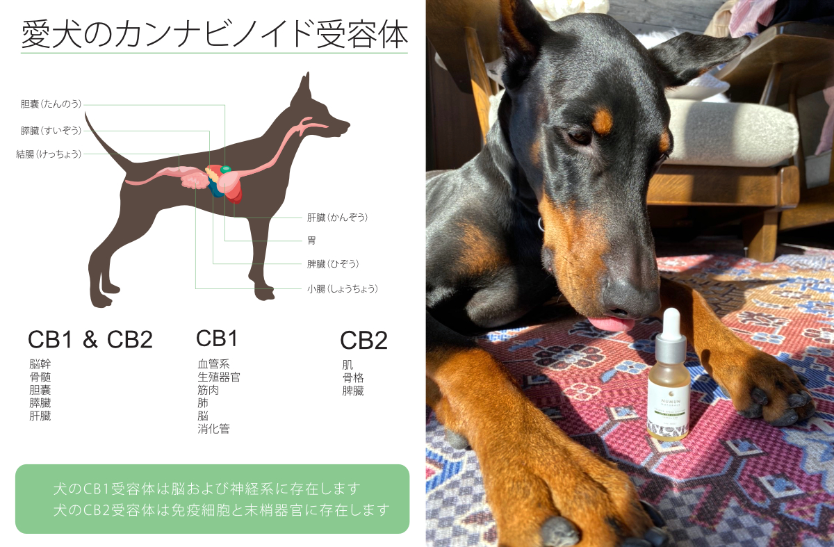 🌿 CBDはペットにどう良いのか？