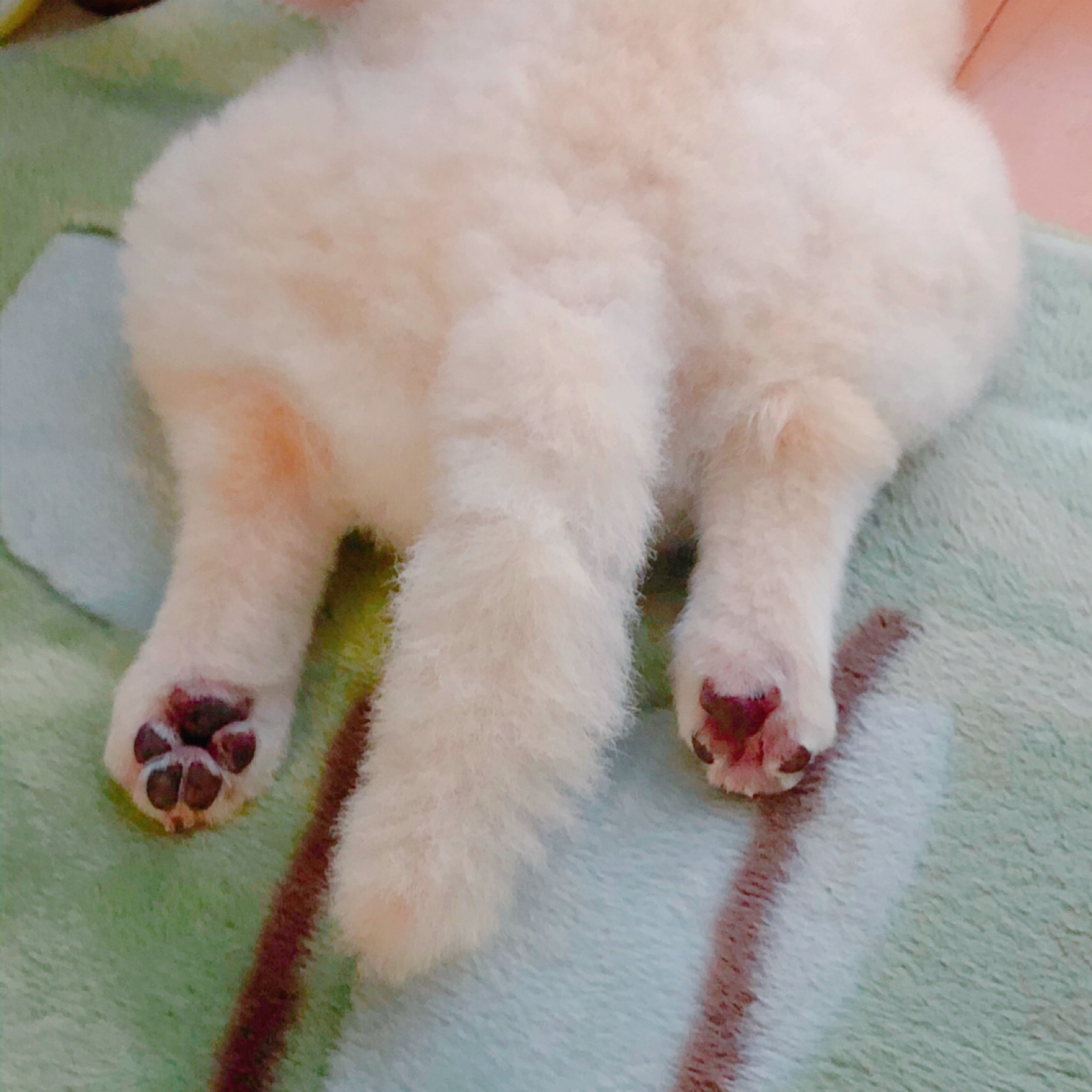 サマーカット🌼