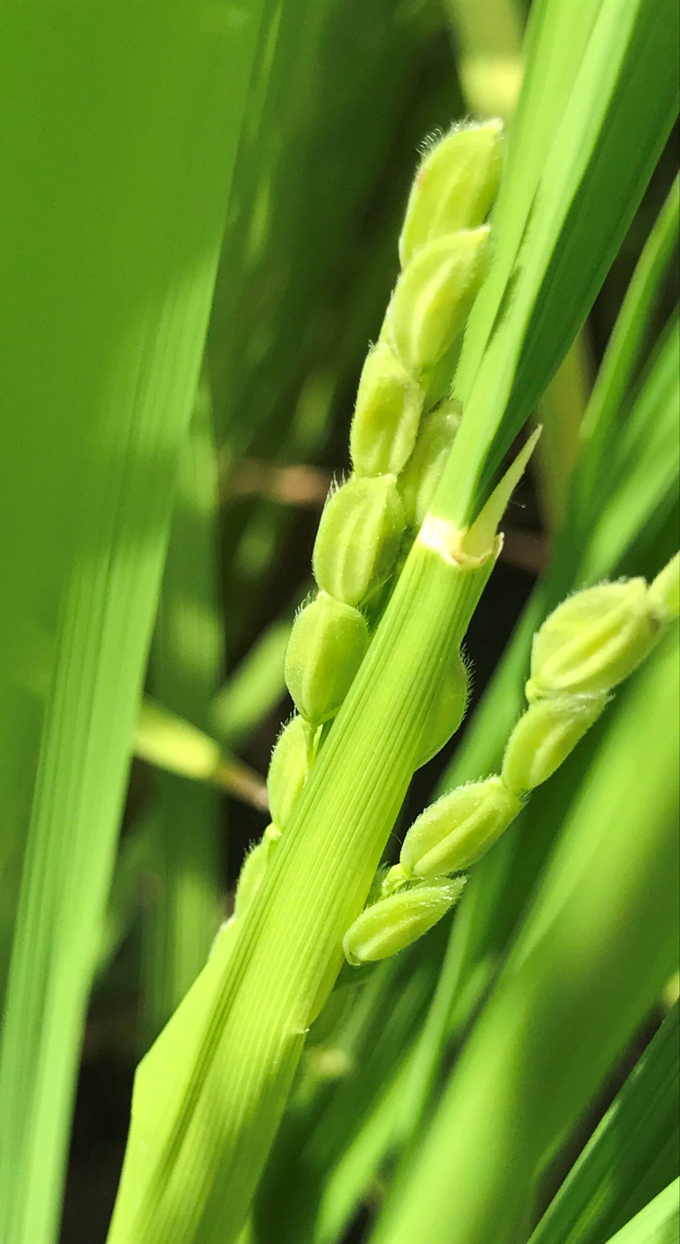 お米の農法（作り方）で味が違うの？