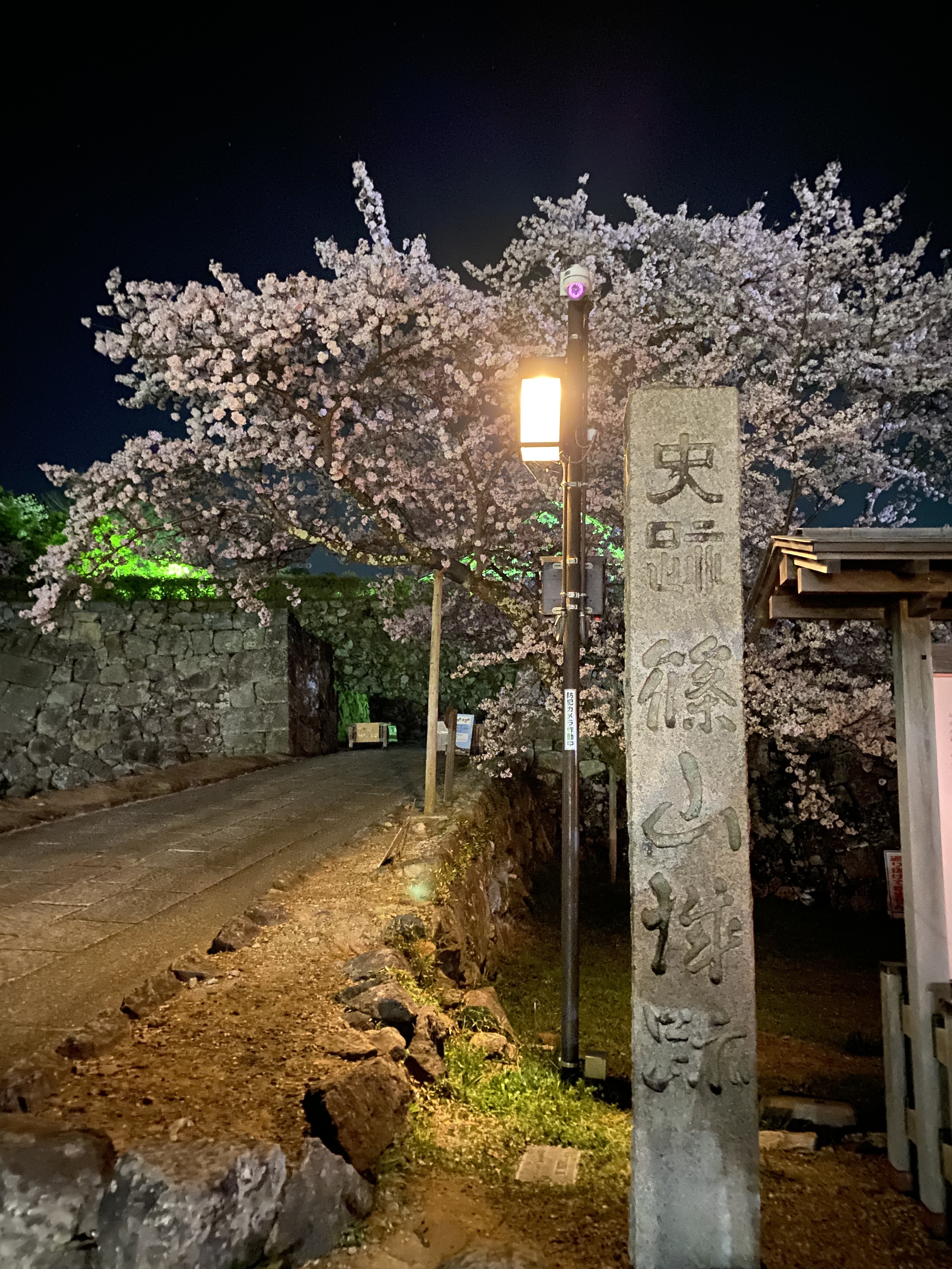 夜桜を見てきました
