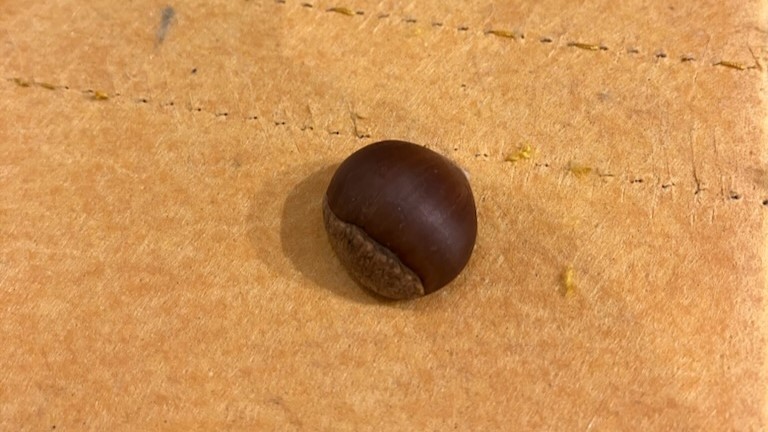 どんぐり一つでもお喜びいただけることもあります。