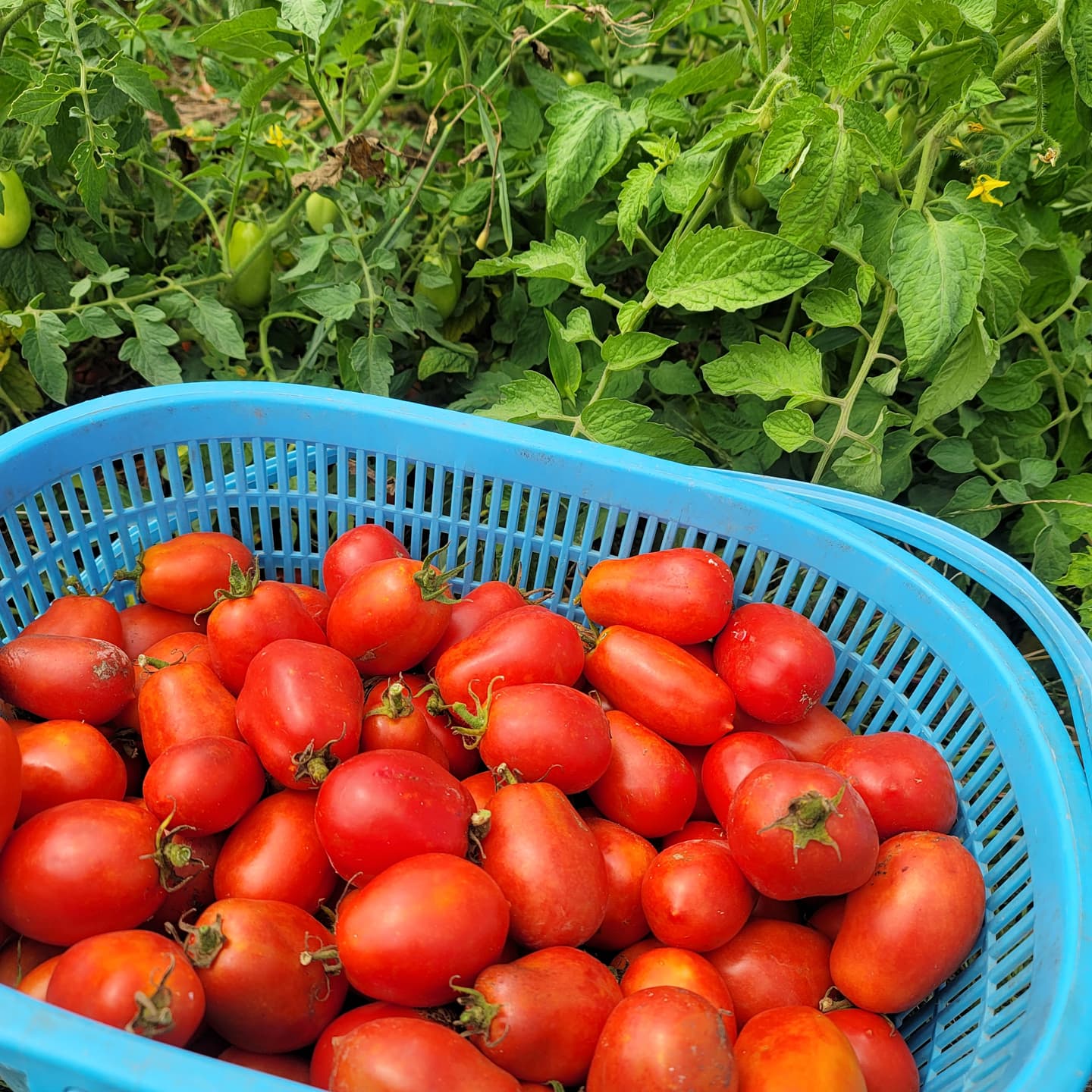 数量限定の加工用トマト・ローマ販売開始です！！