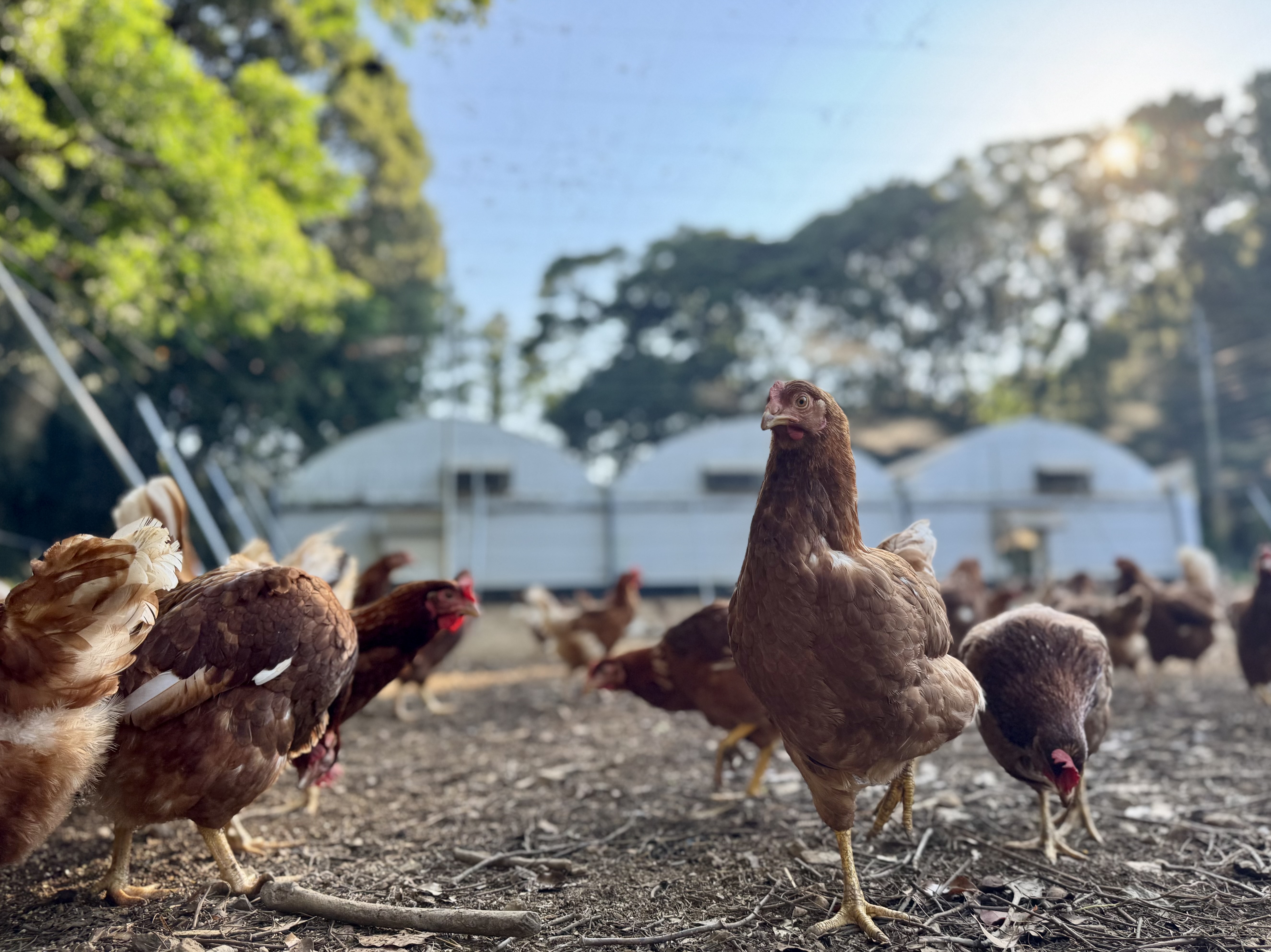 改めて—NaturalEggLab-Philosophy-