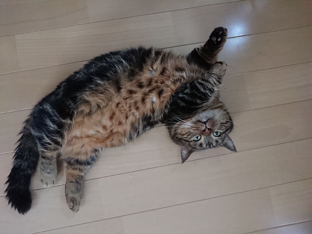 その411 チリつもダイエット