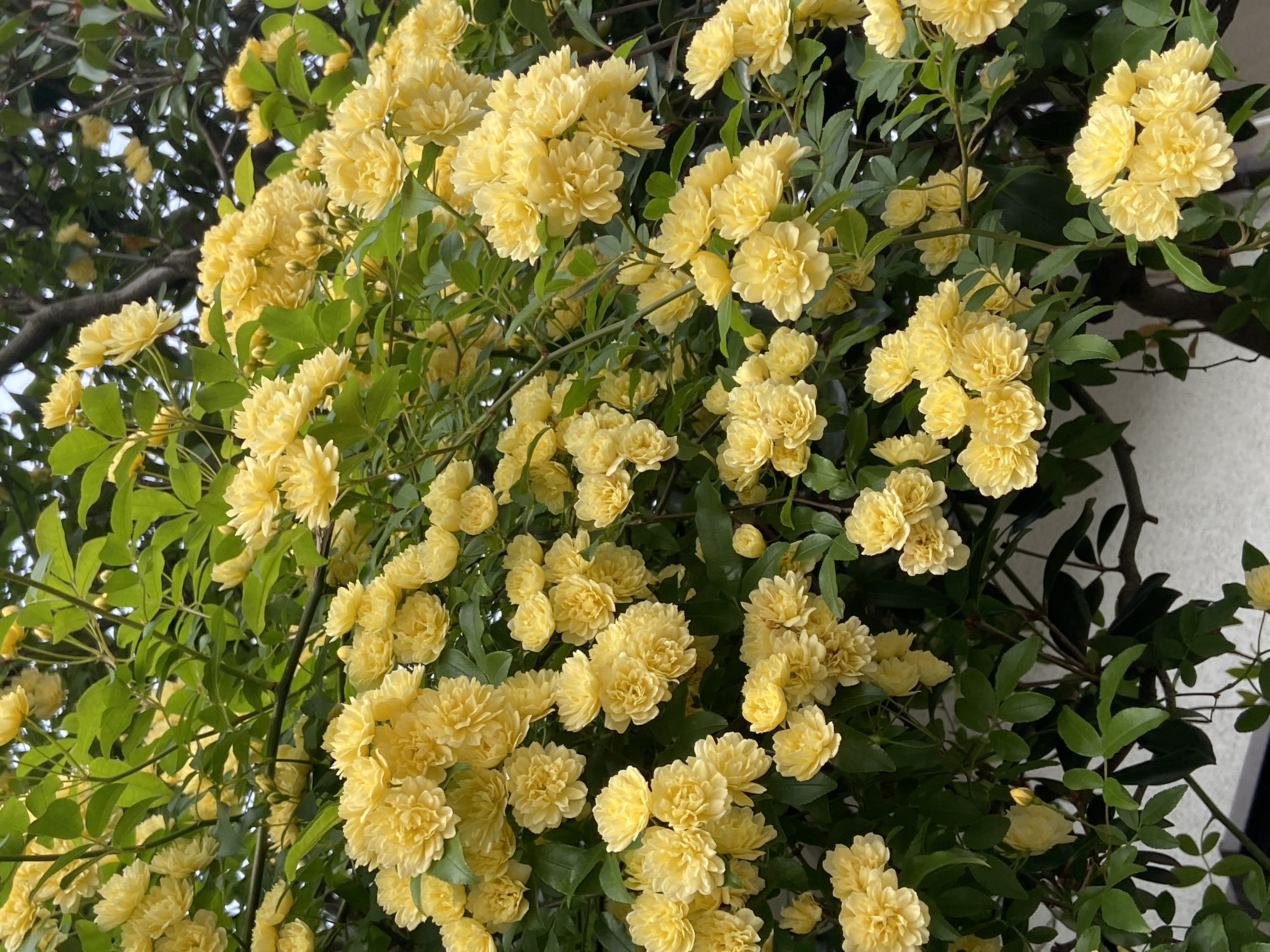 その337 自己投資