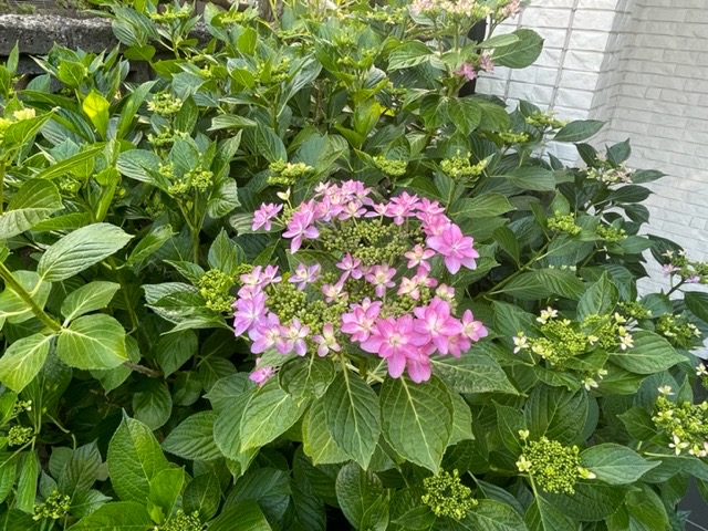 その349　紫陽花