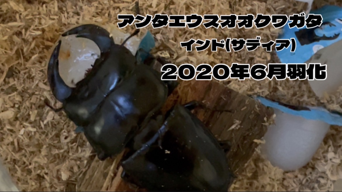 その373 〜アンタエウスオオクワガタ飼育〜