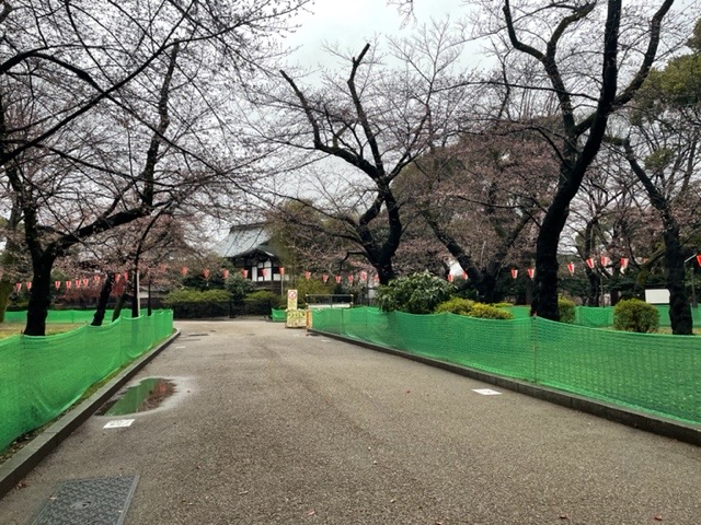 その304 上野のサクラ
