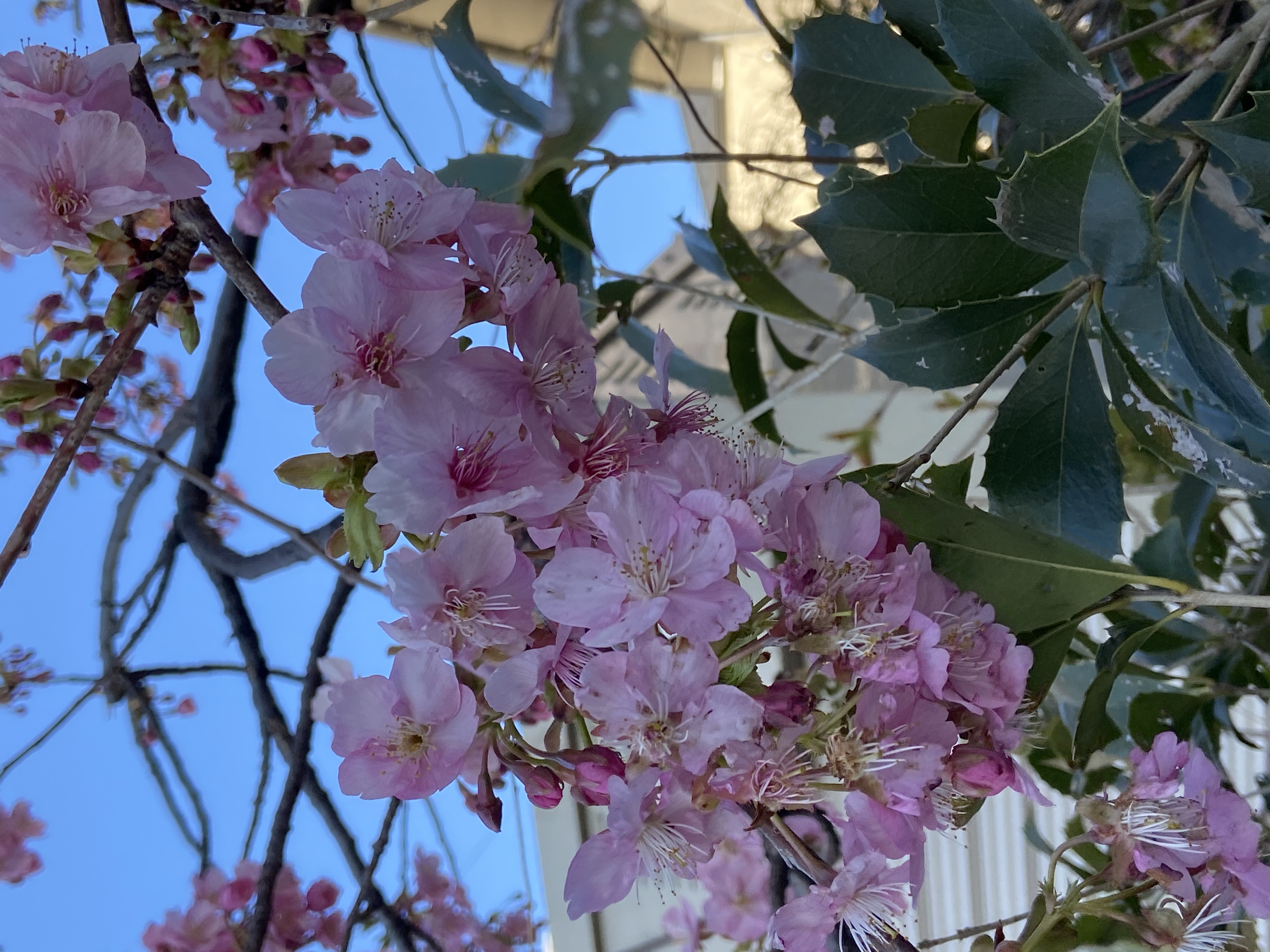 その544 花粉症