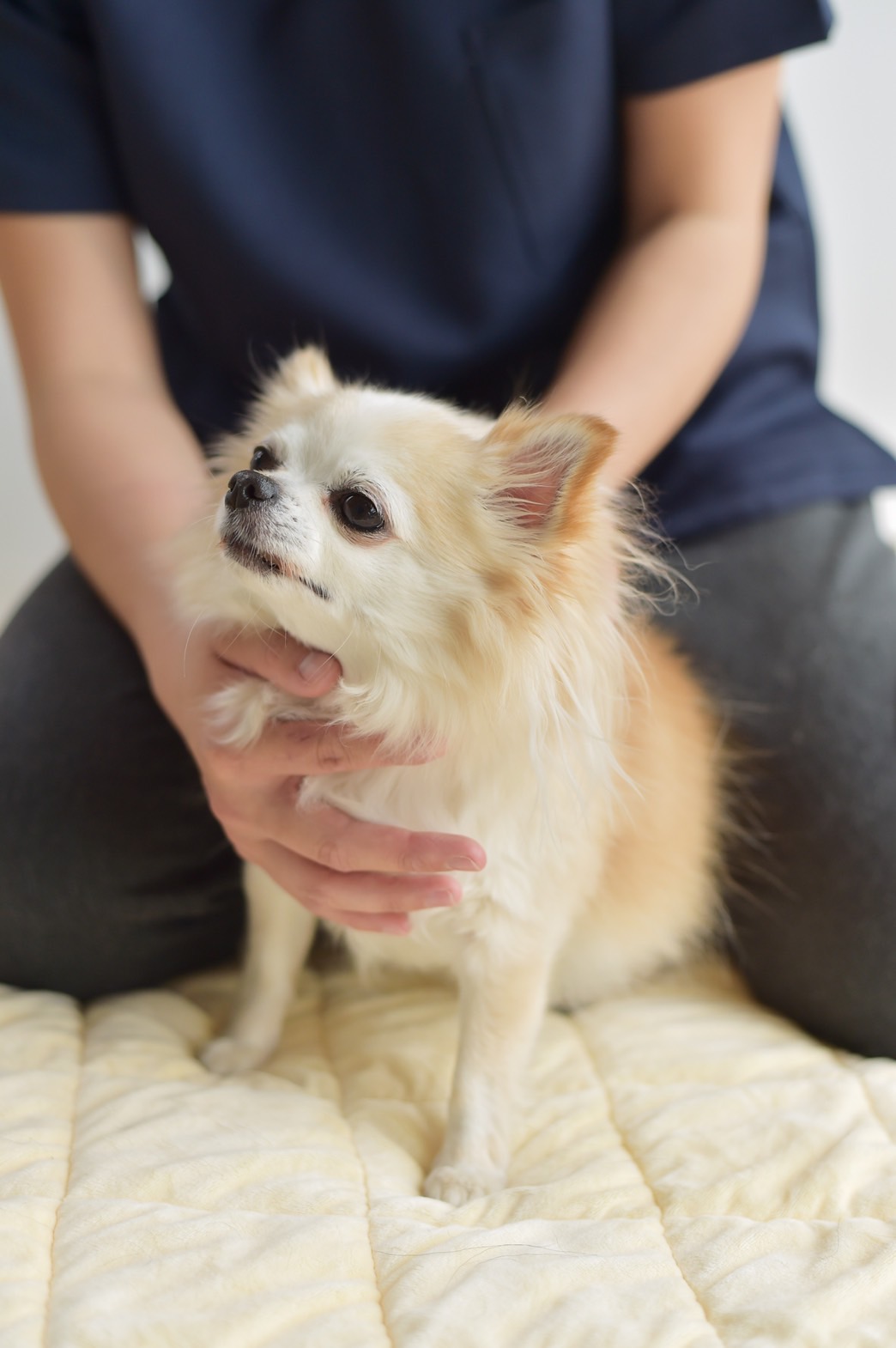 Dog Massage★