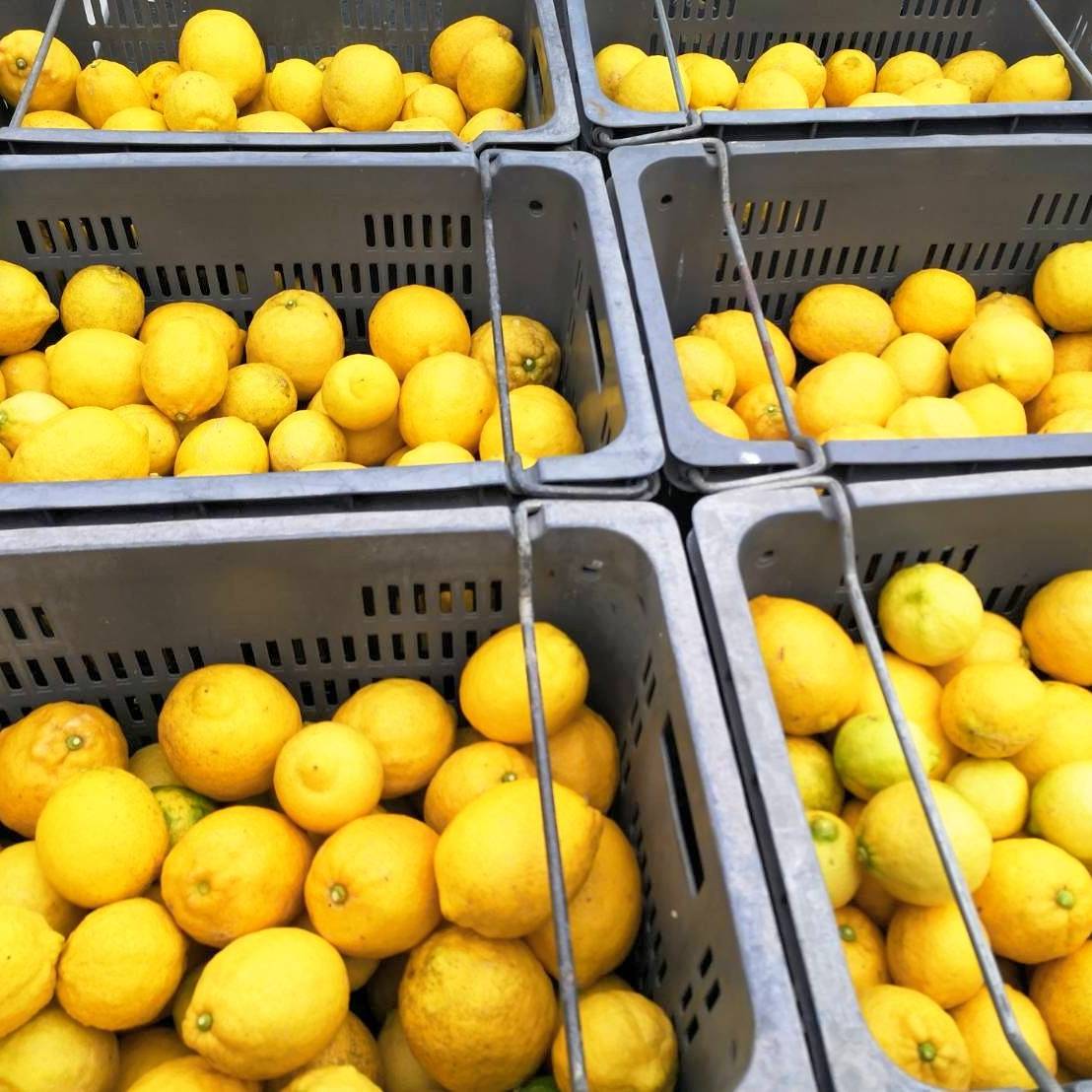 農薬不使用のレモンいっぱい収獲！