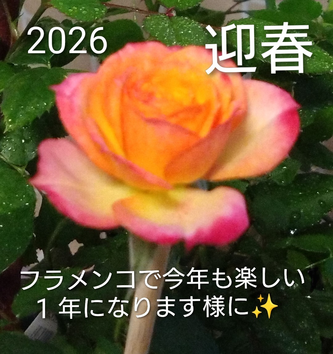 🌹🪭🎍新年明けましておめでとうございます🌈💃新春生徒受付け！👠ガジャルドオーダースタート✨