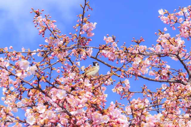 河津桜