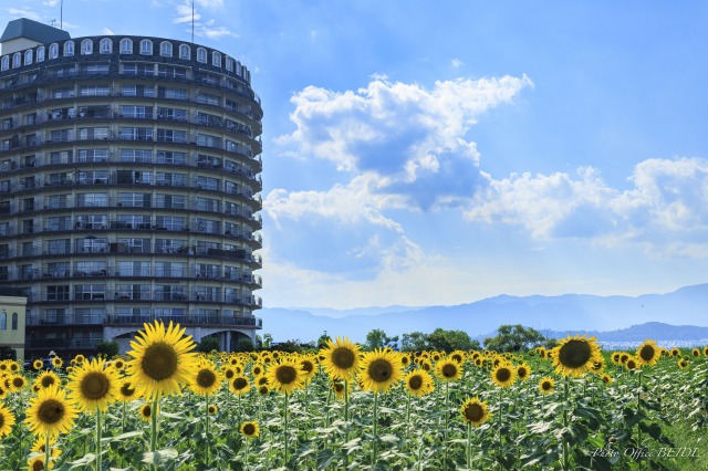 夏の花