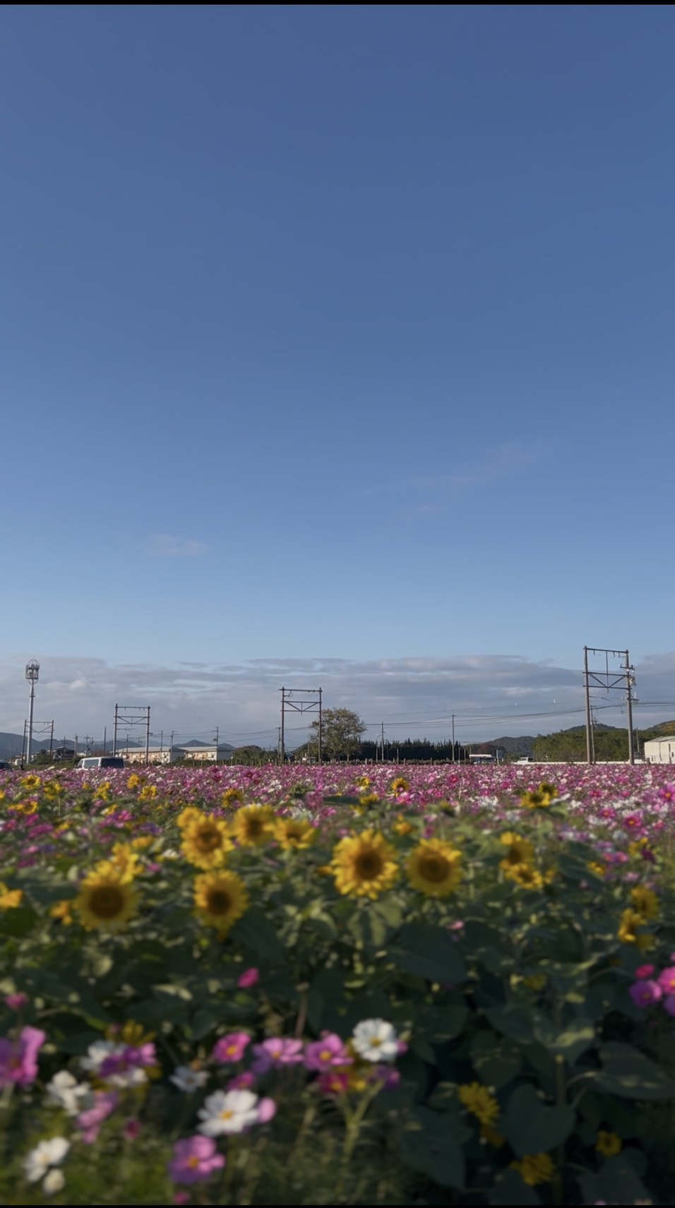 コスモス畑
