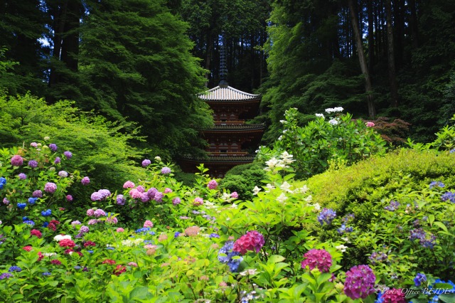 京都の紫陽花