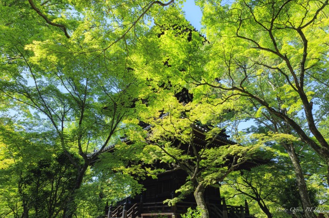 京都の新緑