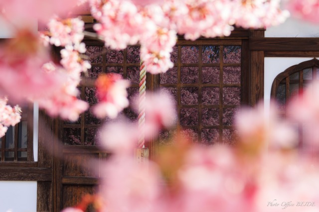 おかめ桜