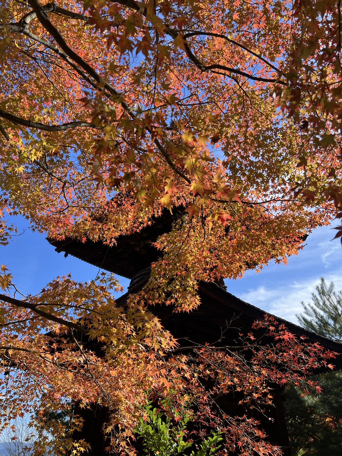 本日は紅葉の撮影です。