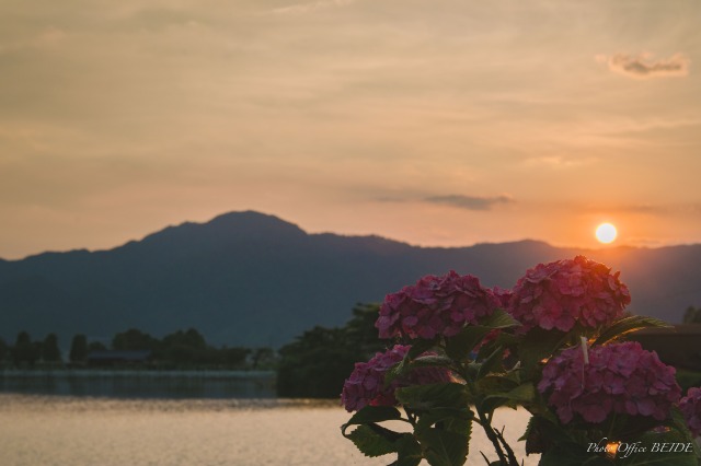 夕日と紫陽花