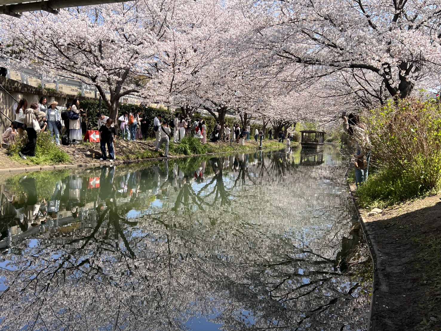伏見の桜