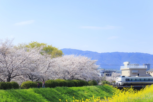 JR京都線の春