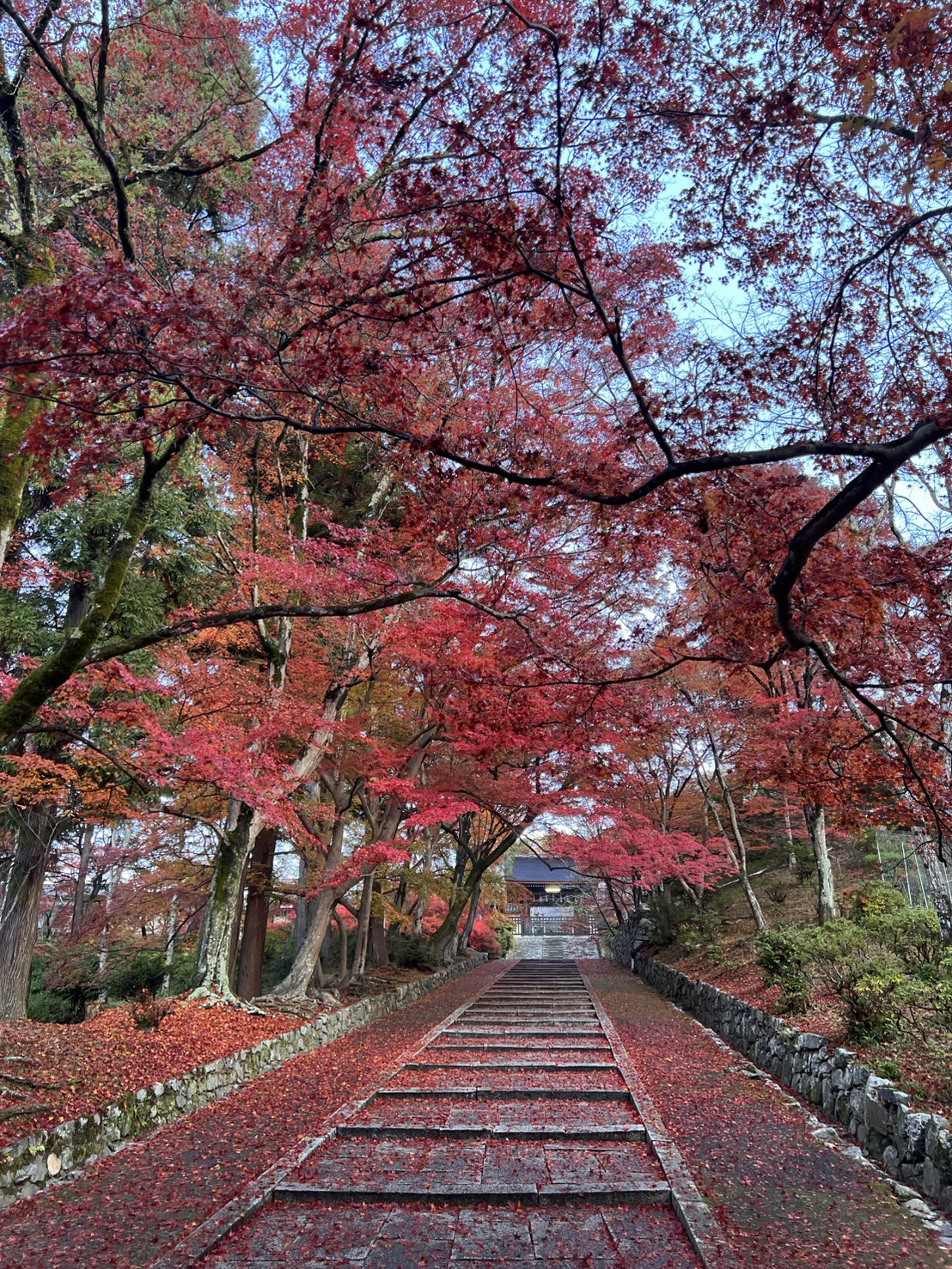 深紅の景色