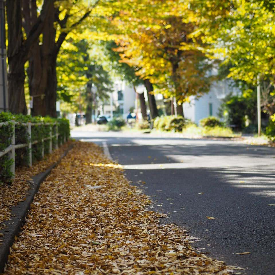 秋の日のカメラ散歩