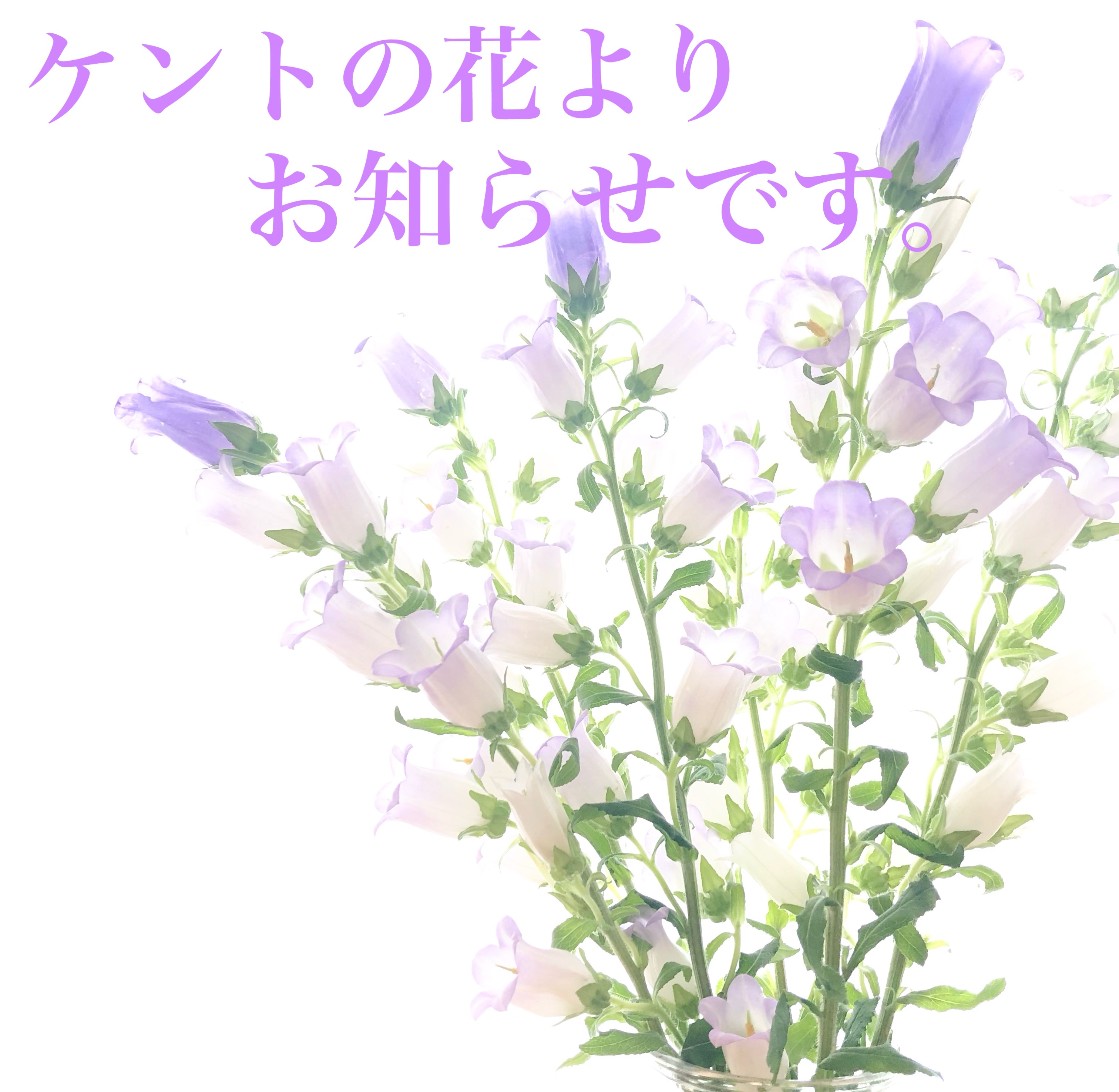 レビュー後のクーポンプレゼント終了についてのお知らせ☆