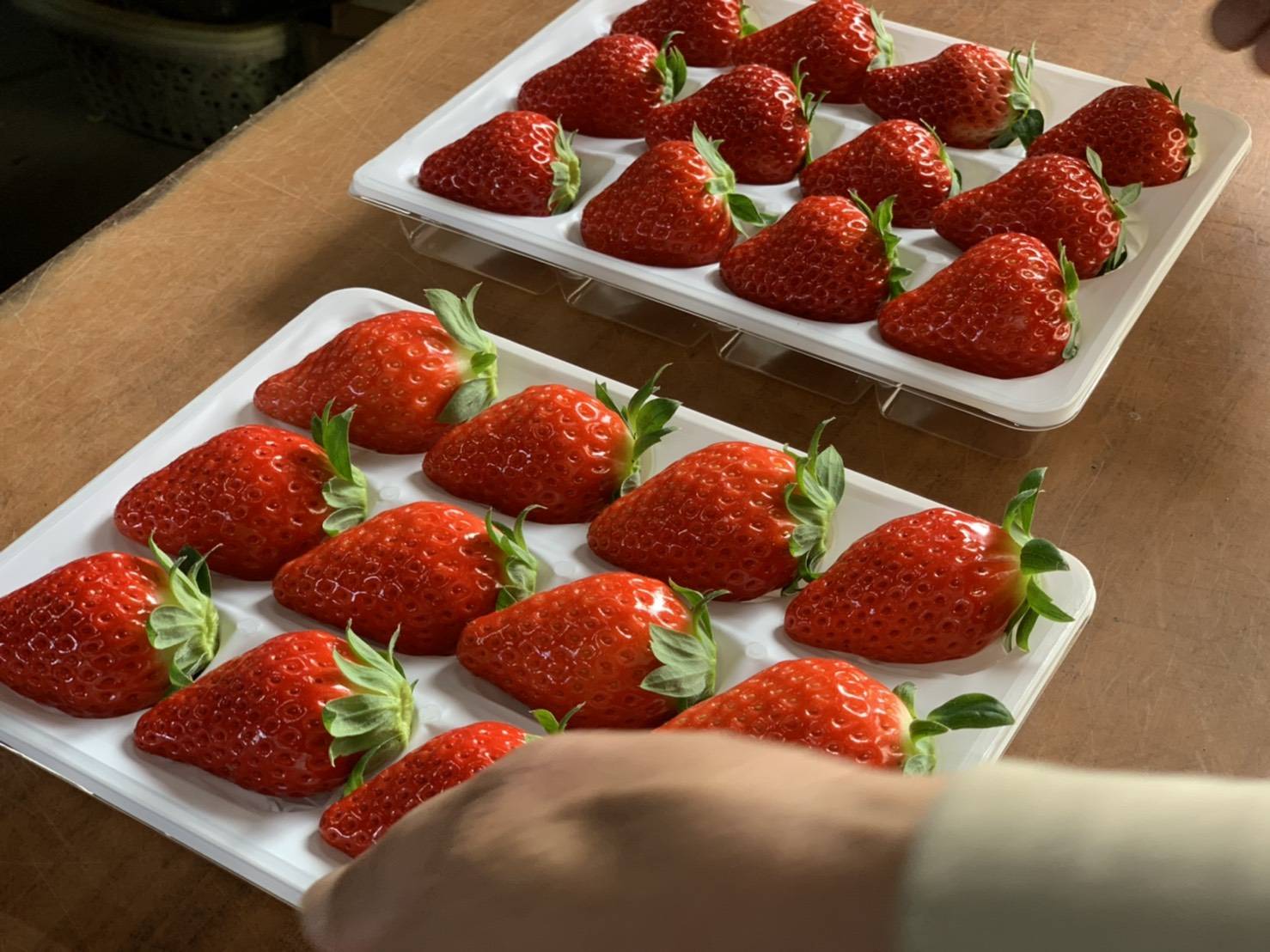 早くも採れたていちごが登場!