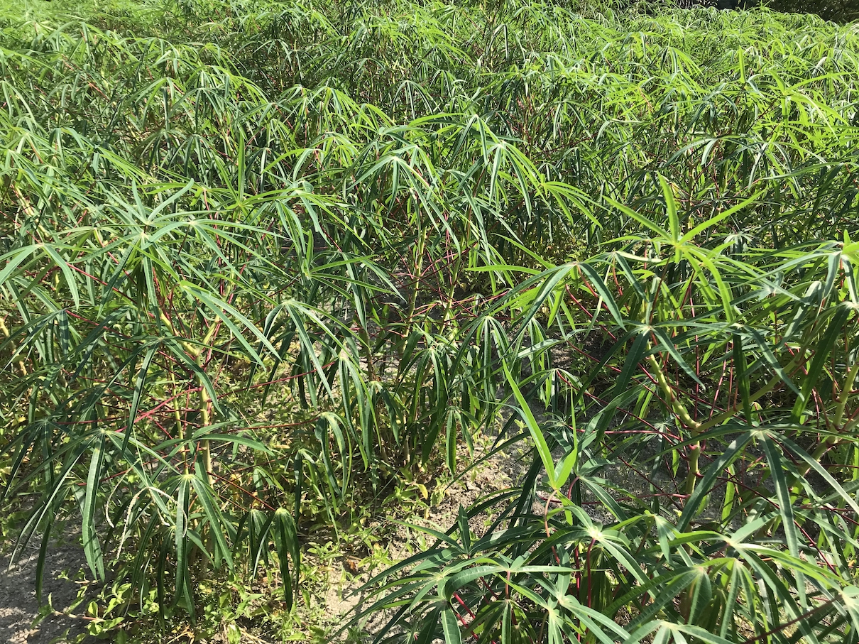 コロナ禍で大変ですが，お芋は順調に育っています