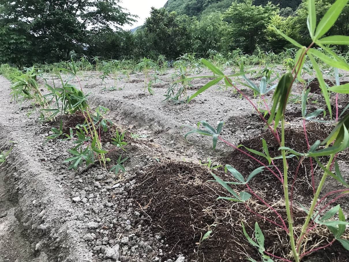 2020年の苗を畑に植えました｜苗は完売です