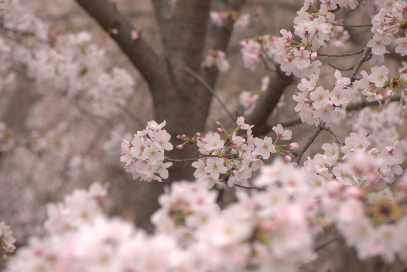 close/オンラインショップは休業中です