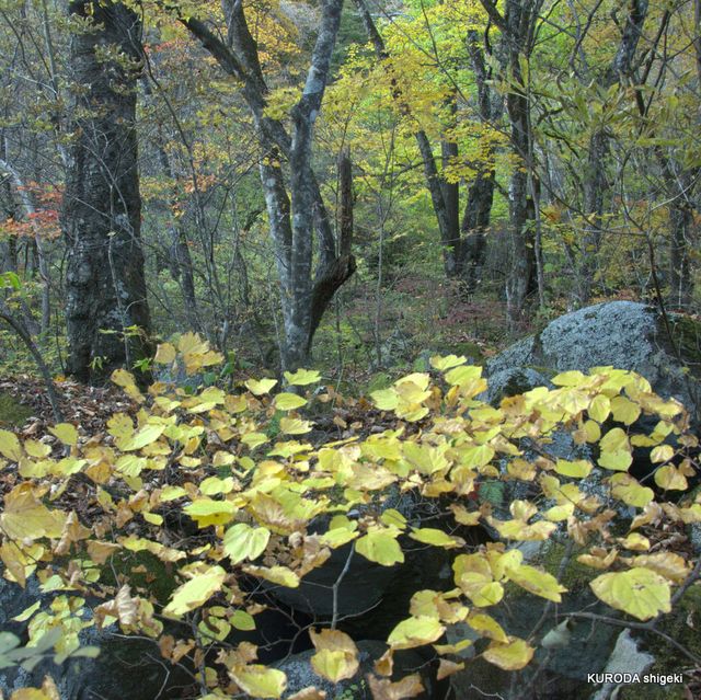 close／ただいまオンラインショップは休業中です