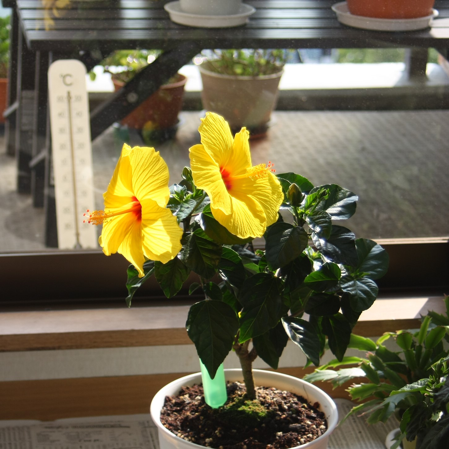今月初めての黄色い花