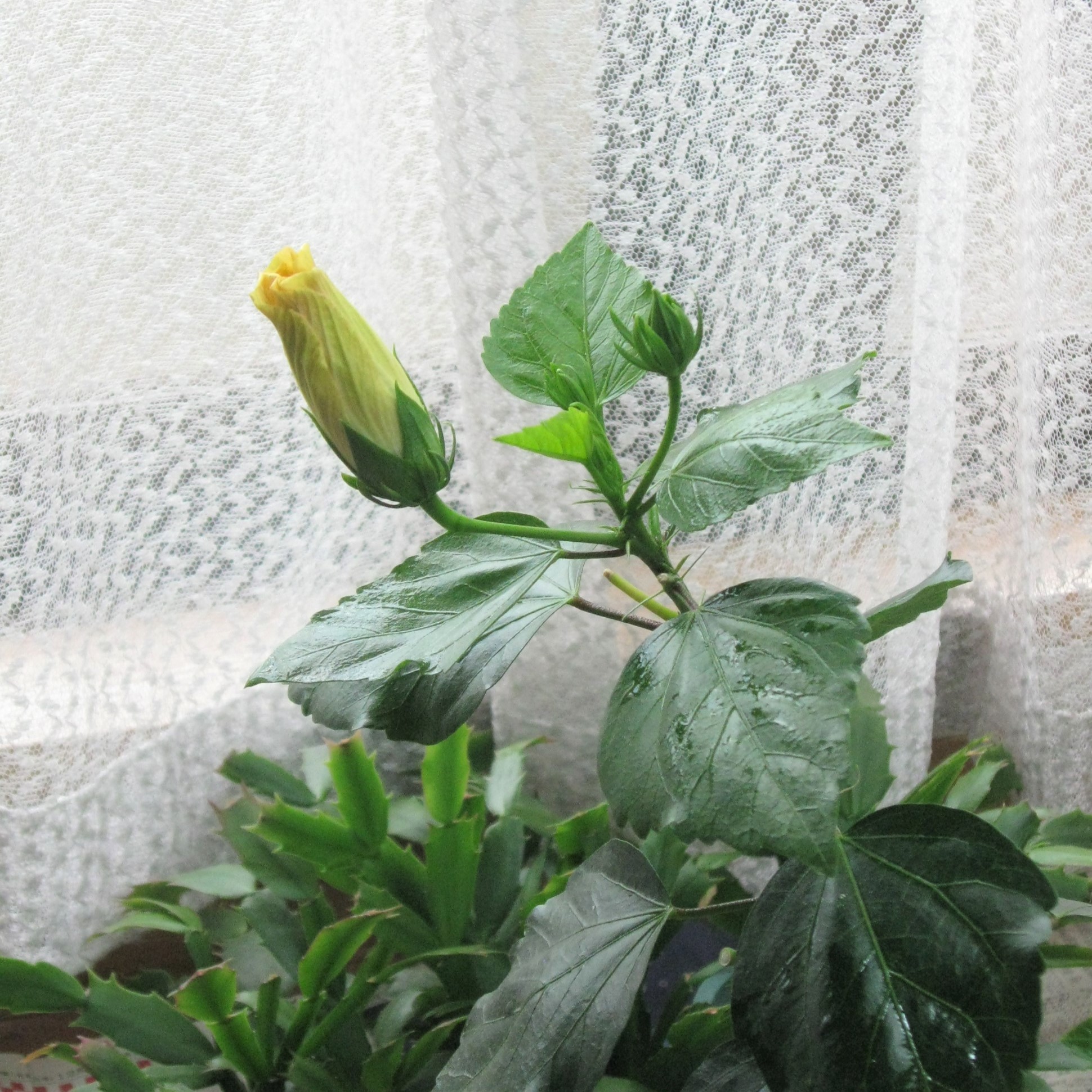 近日開花の見込み