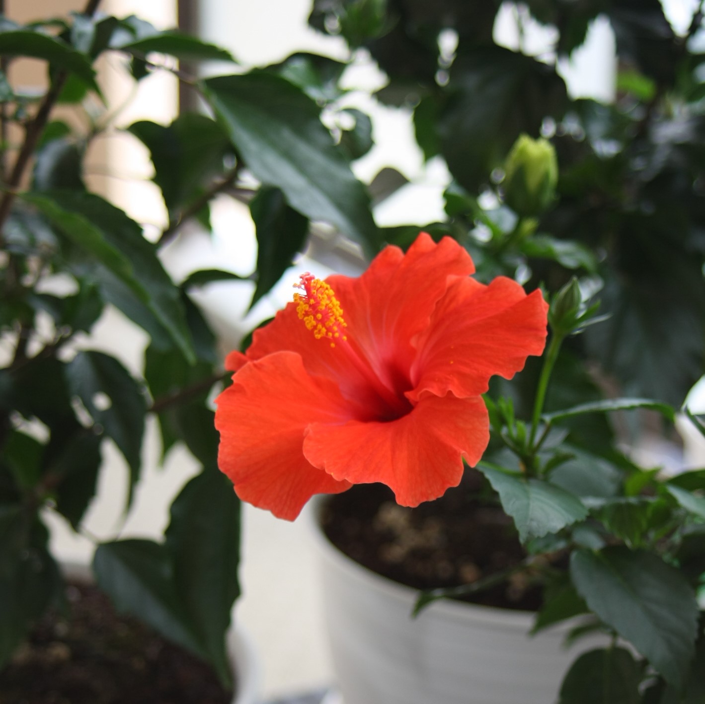 週末:赤一つ開花
