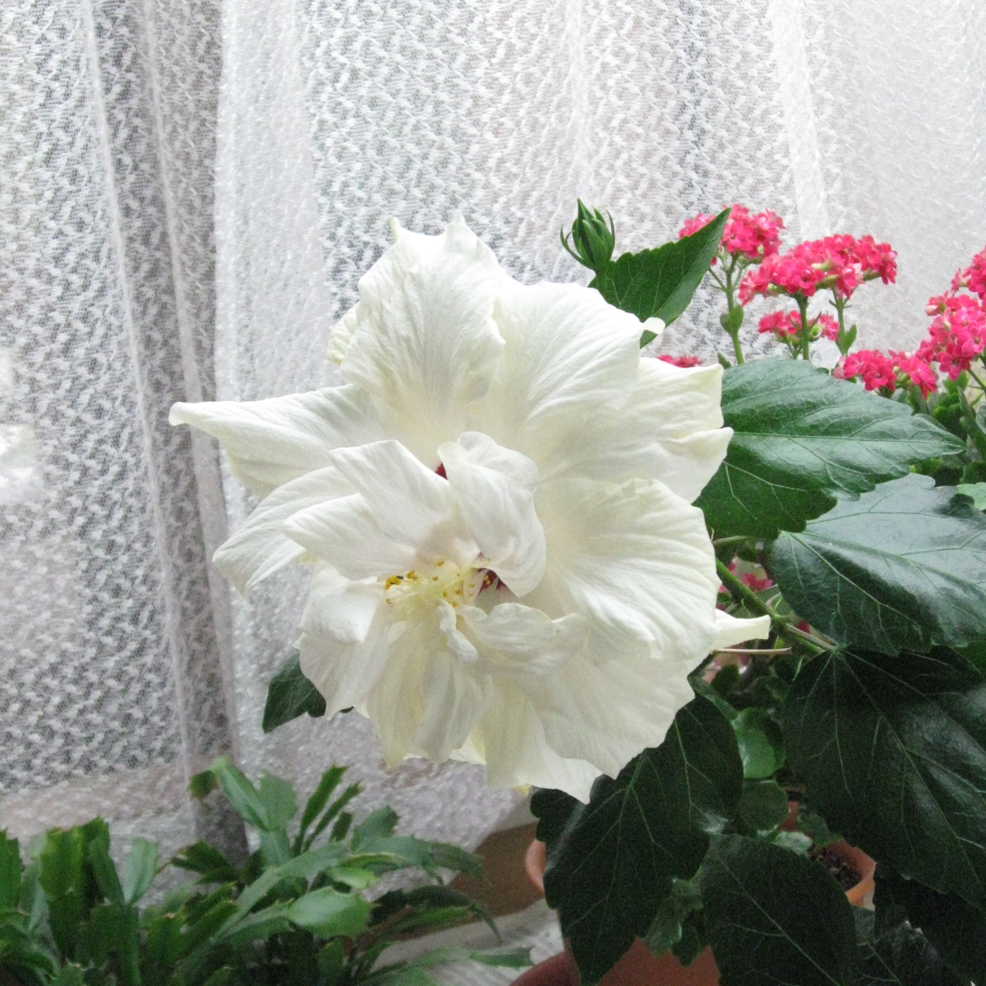 ハイビスカスその後