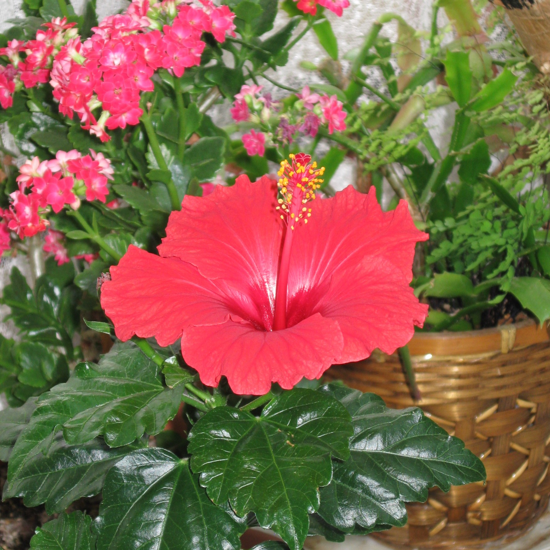 赤い花も開花