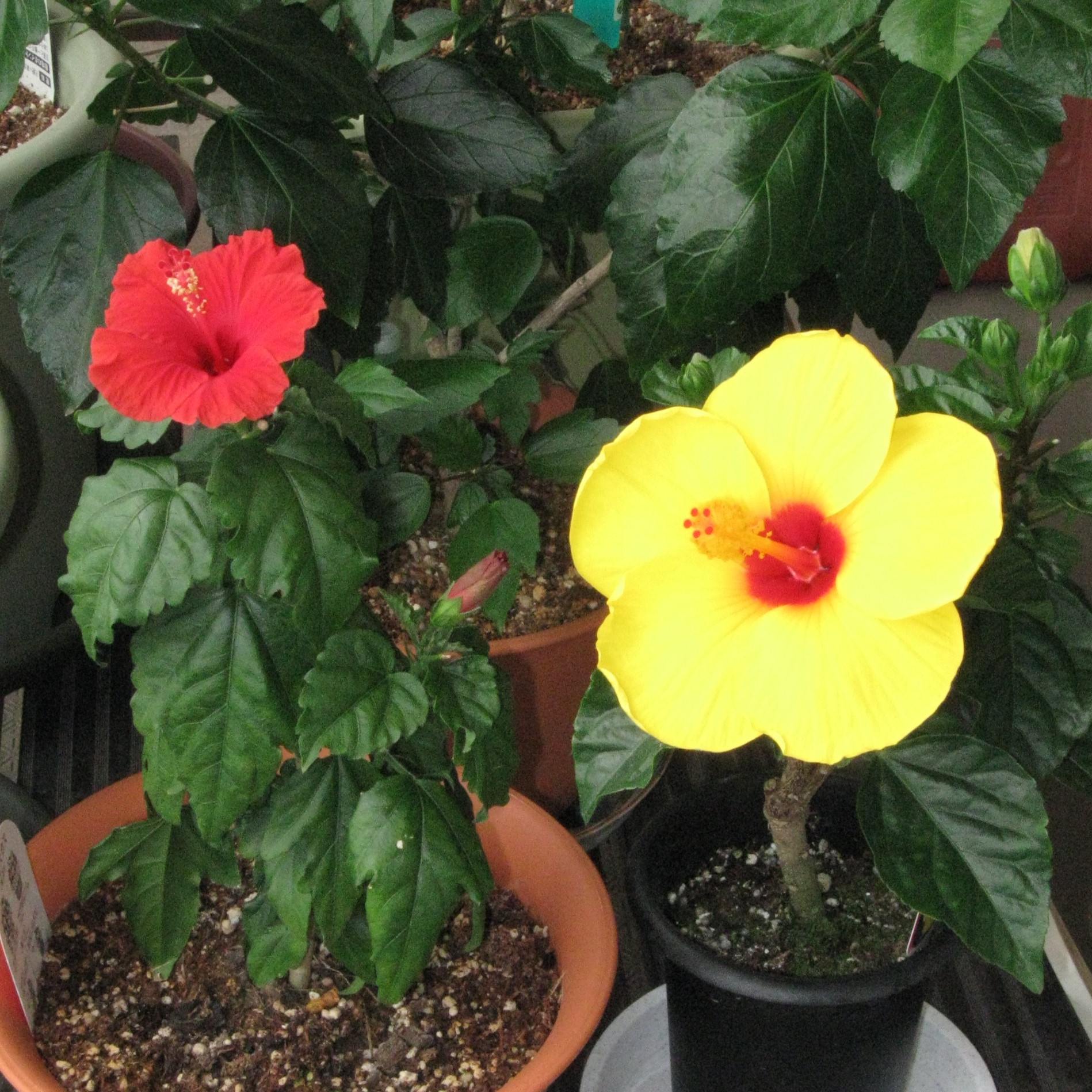 同時開花・赤と黄色