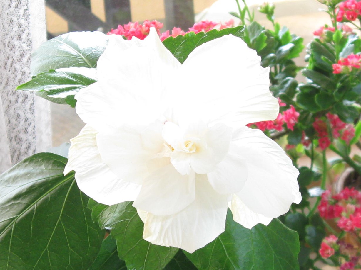 何の花でしょう？
