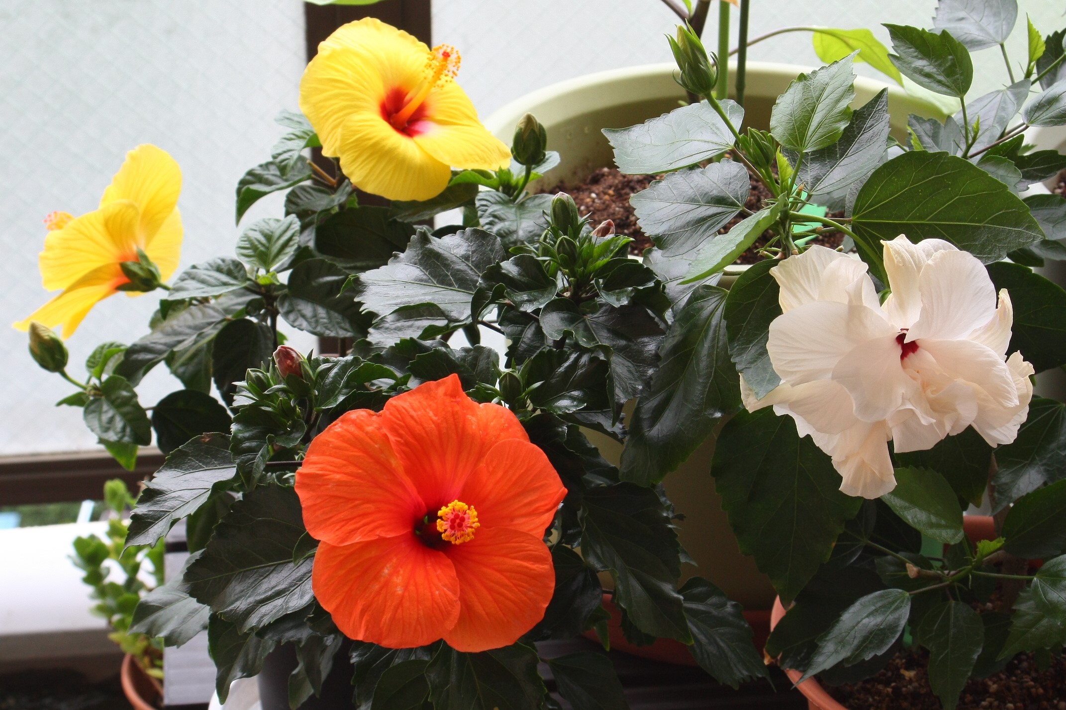 ハイビスカス３色開花