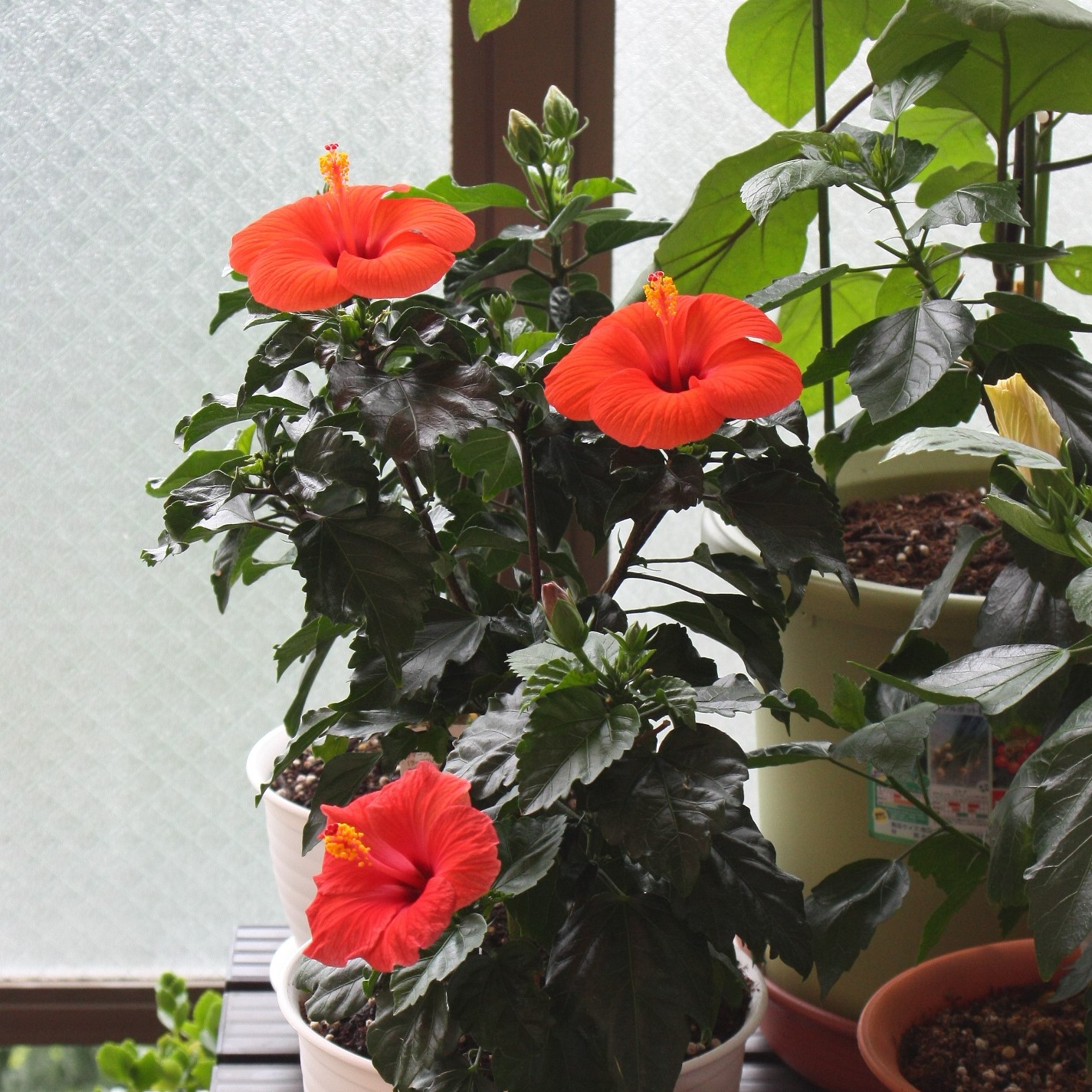 赤系統３つ開花