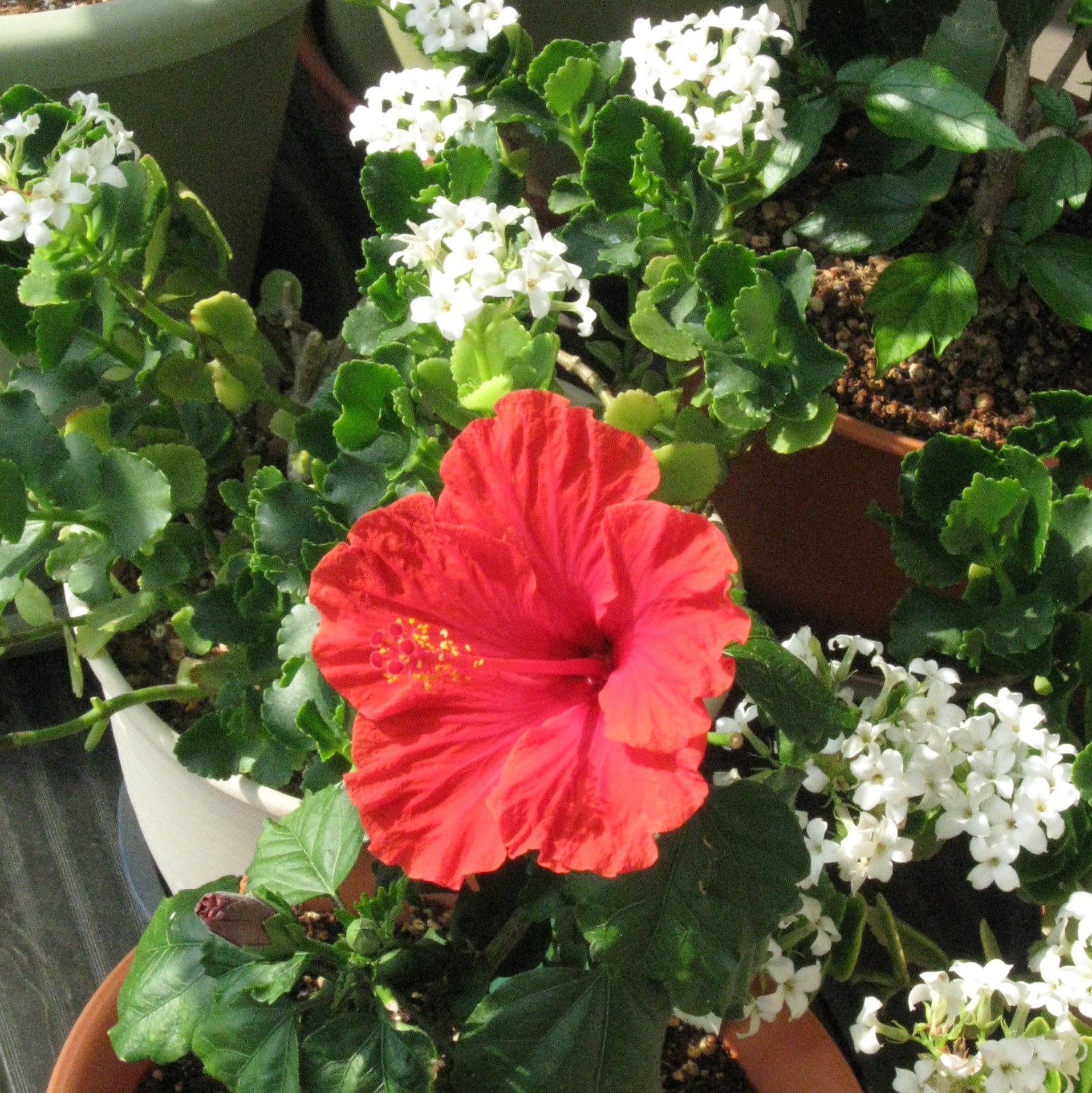 暑さにもめげず（？）開花