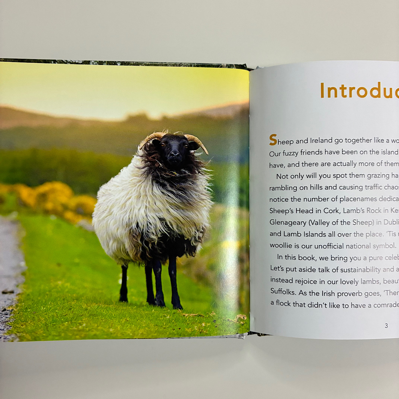 2026年4月2日 アイルランドとスコットランドの羊たち