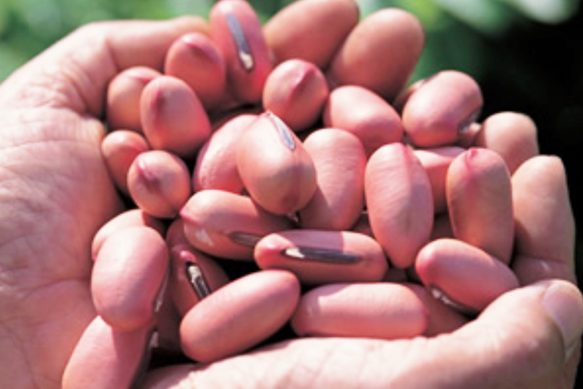なた豆の成分　「カナバニン」「コンカナバリンA」とはどんな効果があるの？