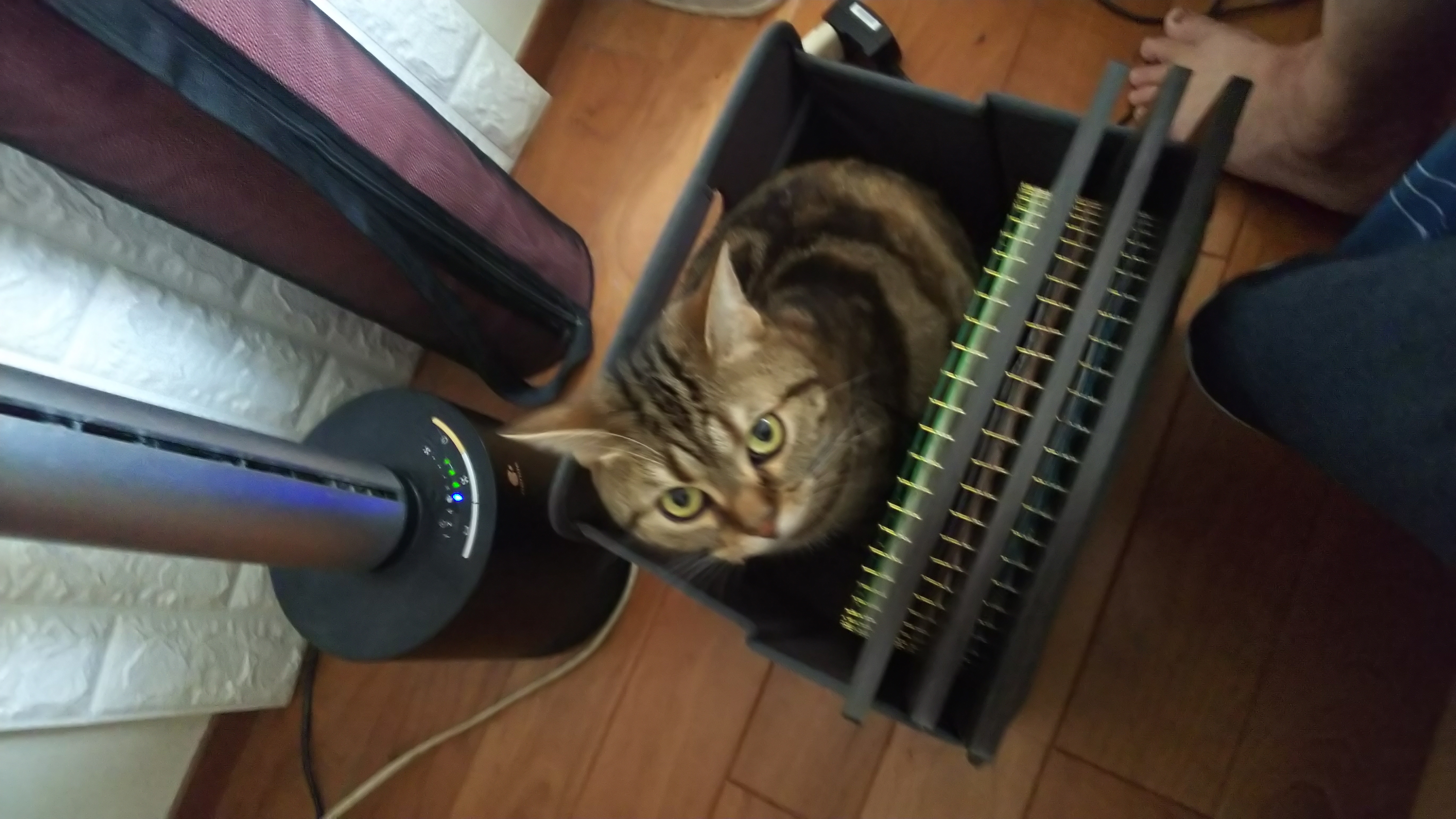 ニューブランド