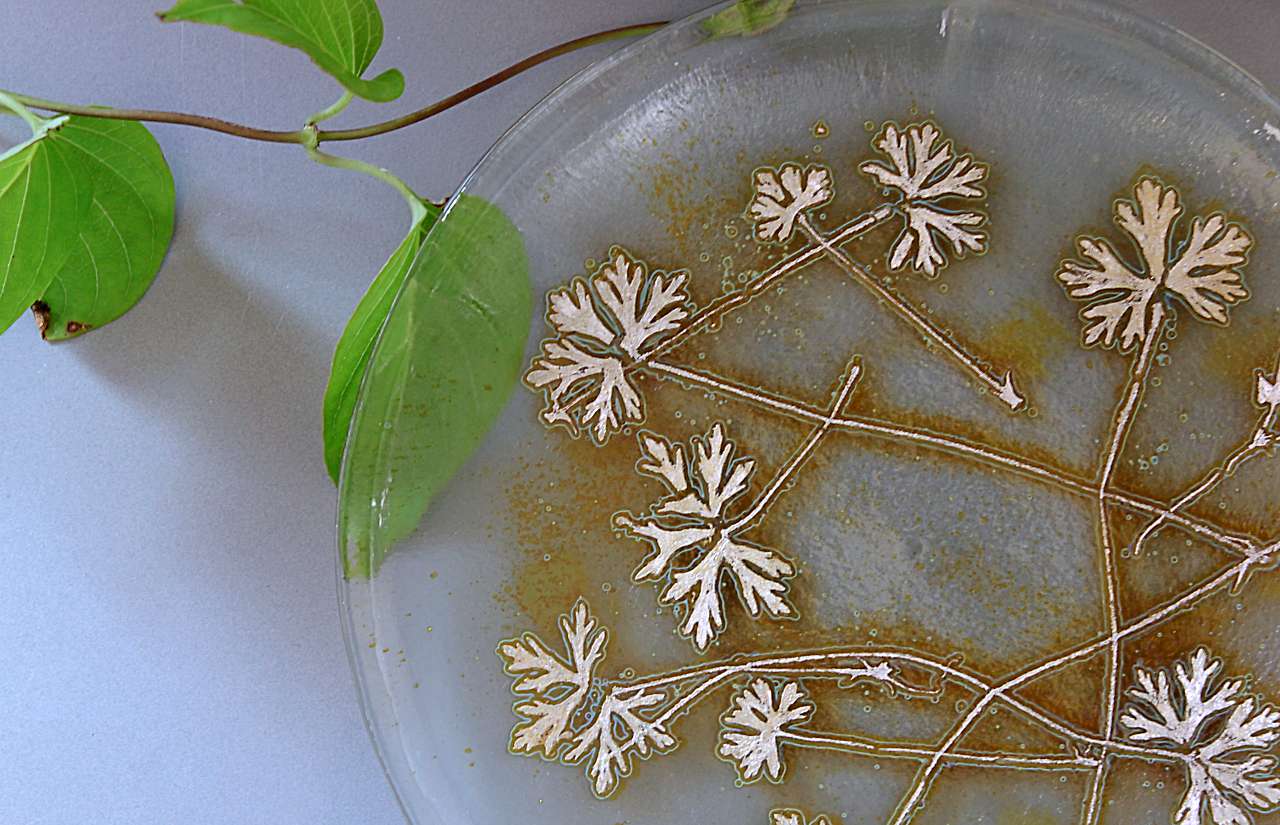記憶をのせる葉──成羽の植物化石と、今を焼き付けるガラス