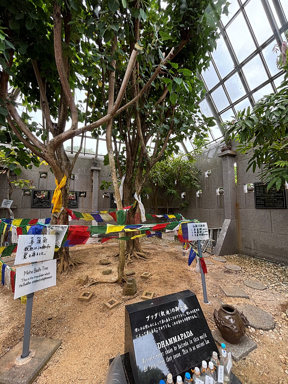 菩提樹の枯葉を整える時間