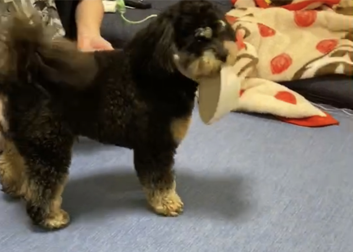 ミックス犬のコロちゃん🎵